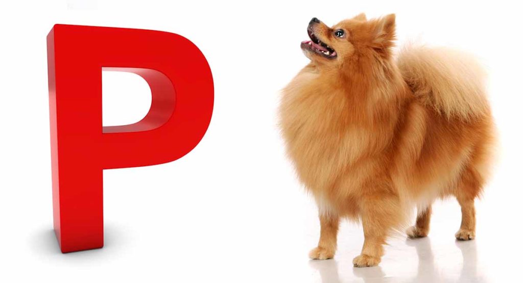 Dog Breeds That Start With P How Many of These Breeds Do You Know?