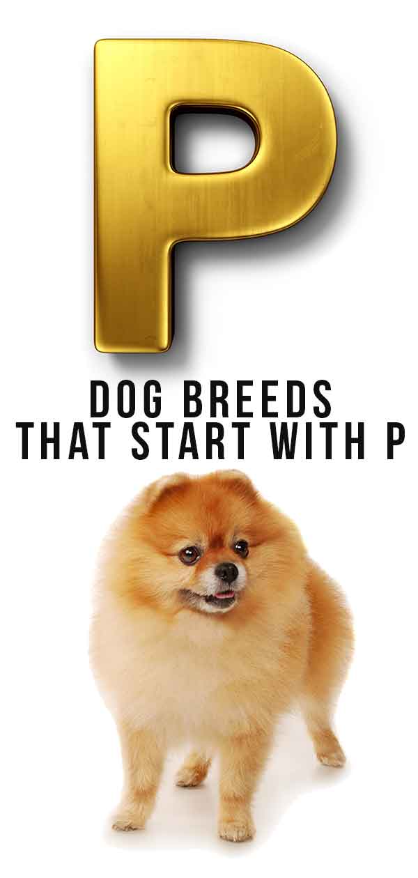 Dog Breeds That Start With P