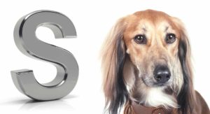 Dog Breeds That Start With S