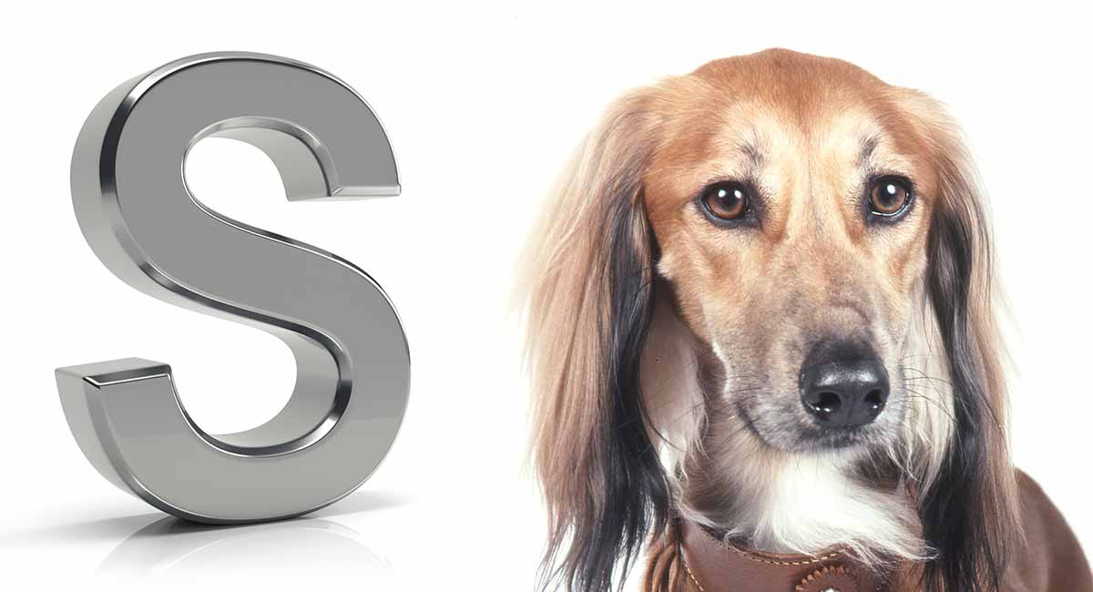 Dog Breeds That Start With S – Could You Name All These Breeds?