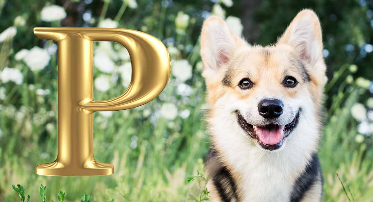 Dog Names That Start With P – Some 