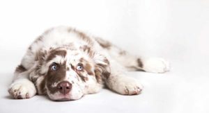 Dog names that start with S