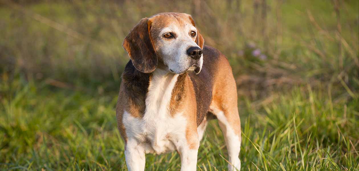 english foxhound puppy