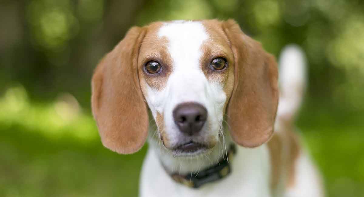 english foxhound puppies