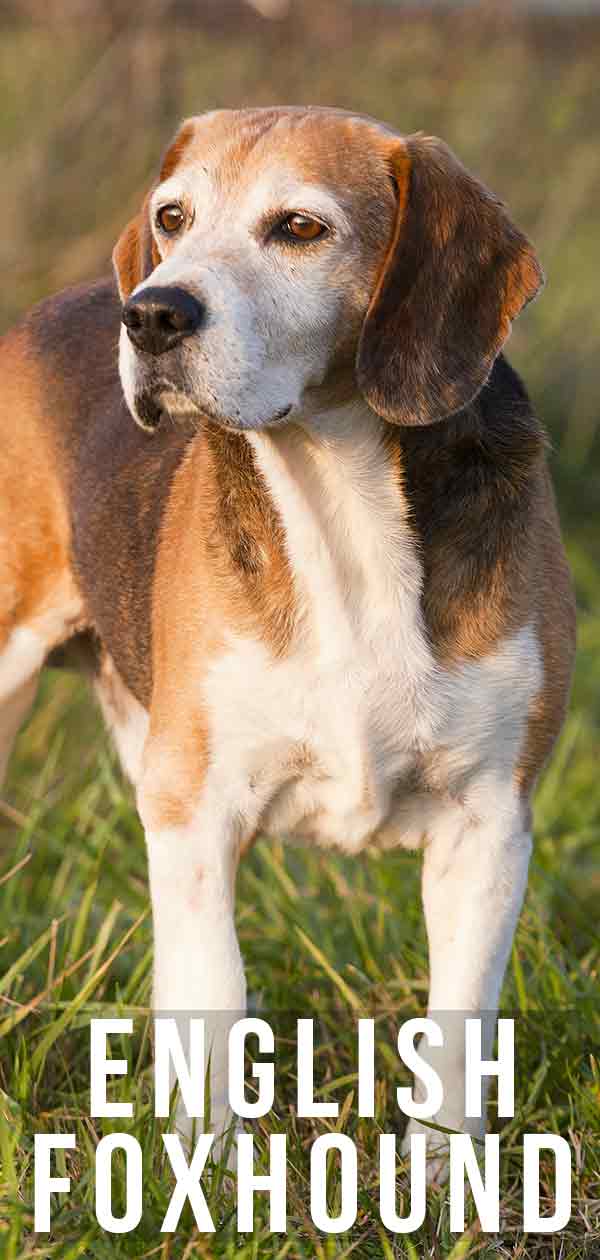 English Foxhound Guide To America S Least Popular Dog