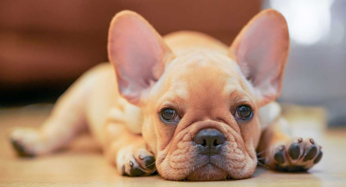French Bulldog Temperament - Find Out More About This ...