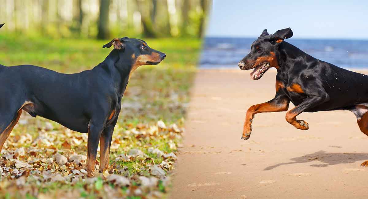 how often should you care for a german pinscher