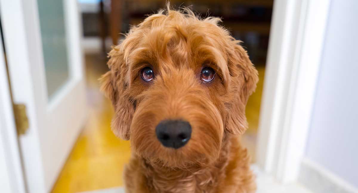 Aggressive goldendoodle store