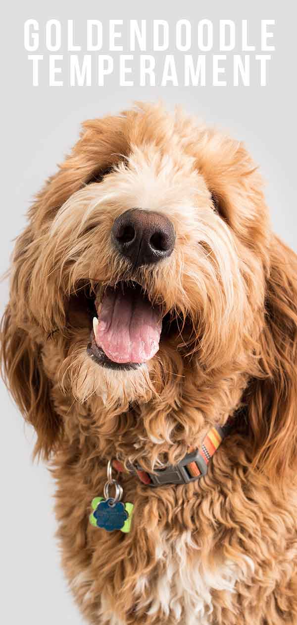 goldendoodle temperament