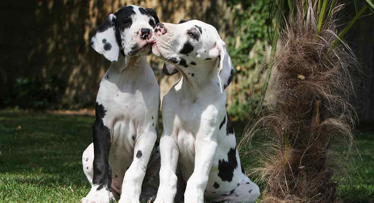 are great danes protective dogs