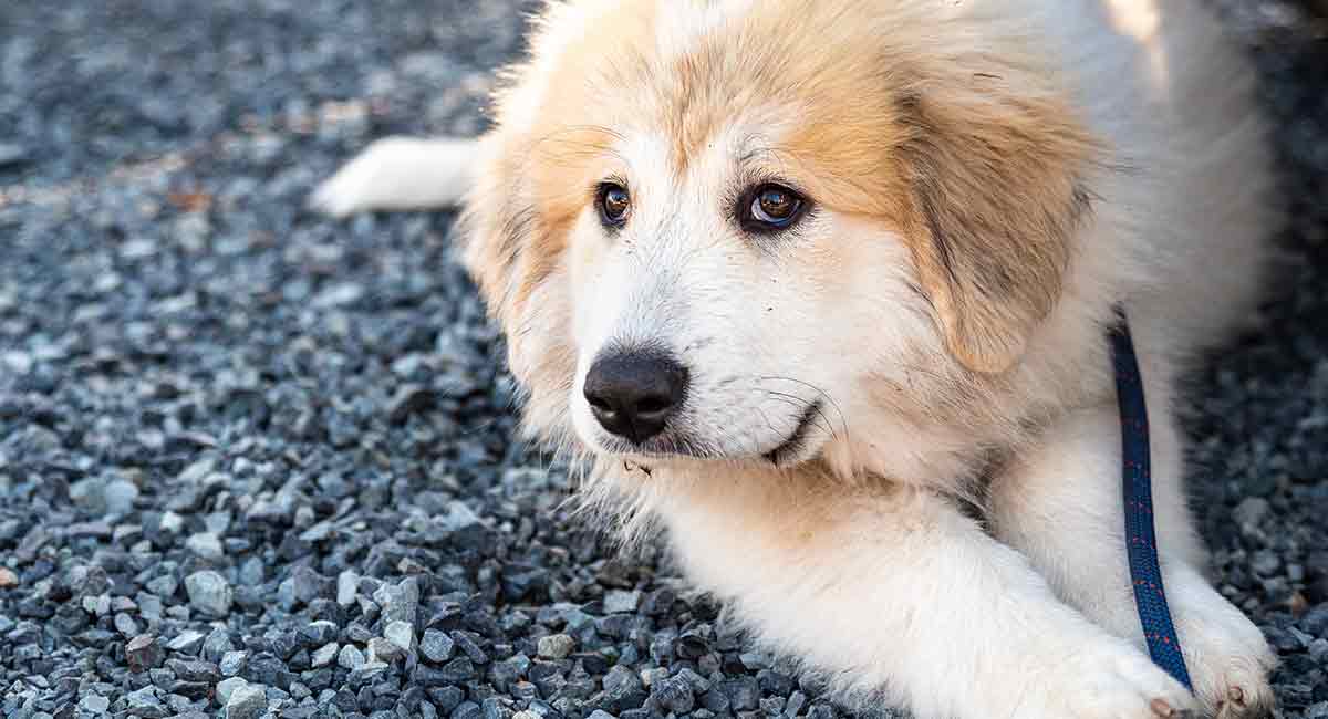 are great pyrenees playful