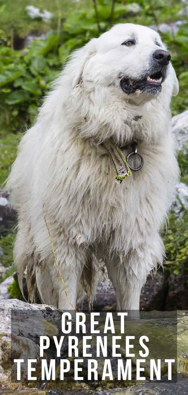 My great pyrenees bite hot sale me