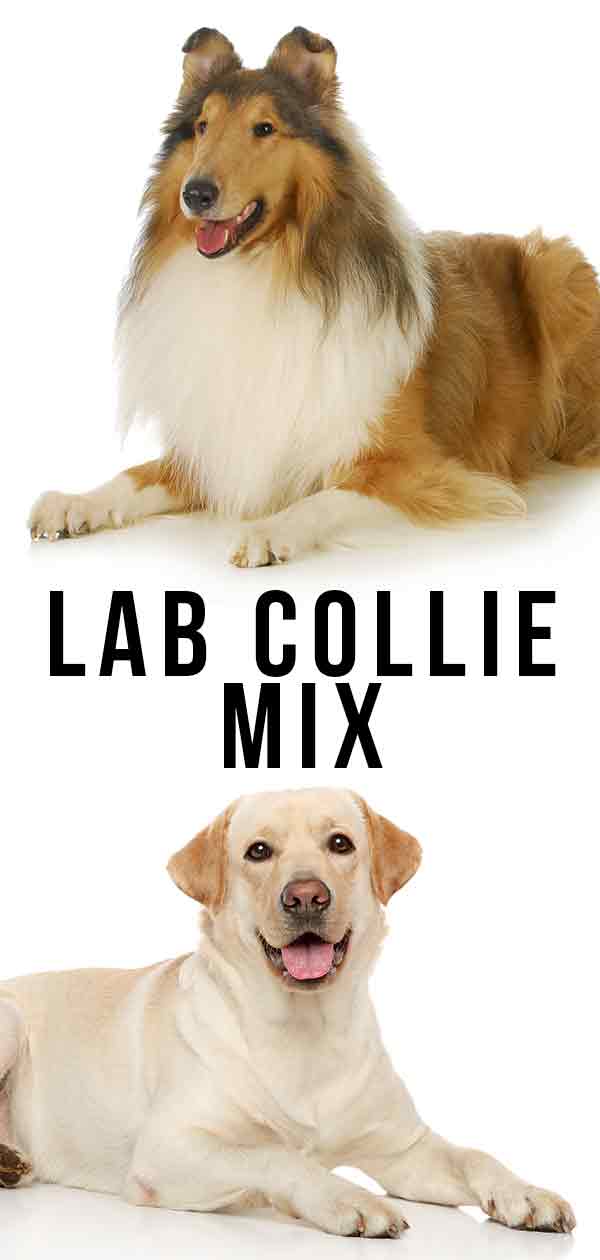 are border collie lab mixed hypoallergenic