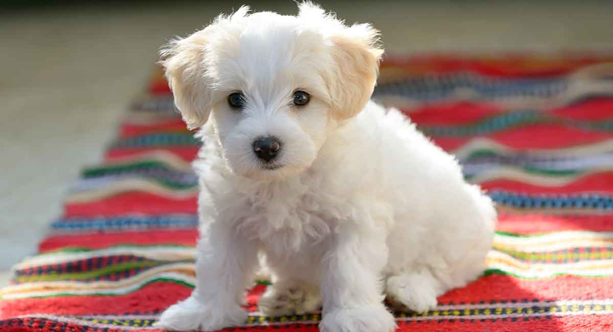 great maltese dog