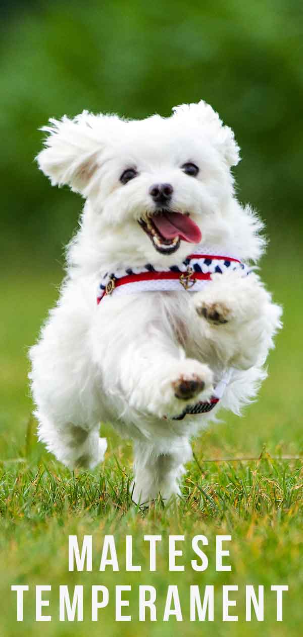 are maltese dogs easy to train