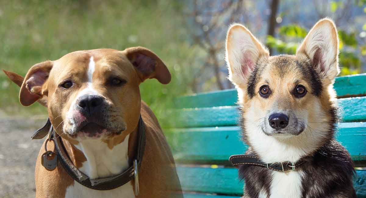 Pitbull Corgi Mix