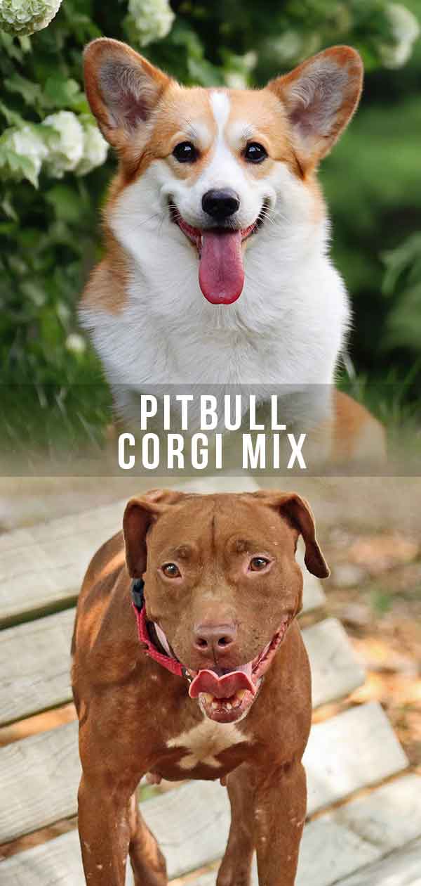 Pitbull Corgi Mix