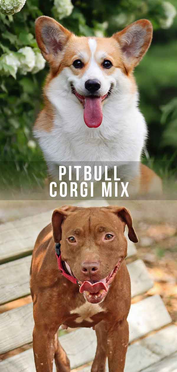 Pitbull Corgi Míchat