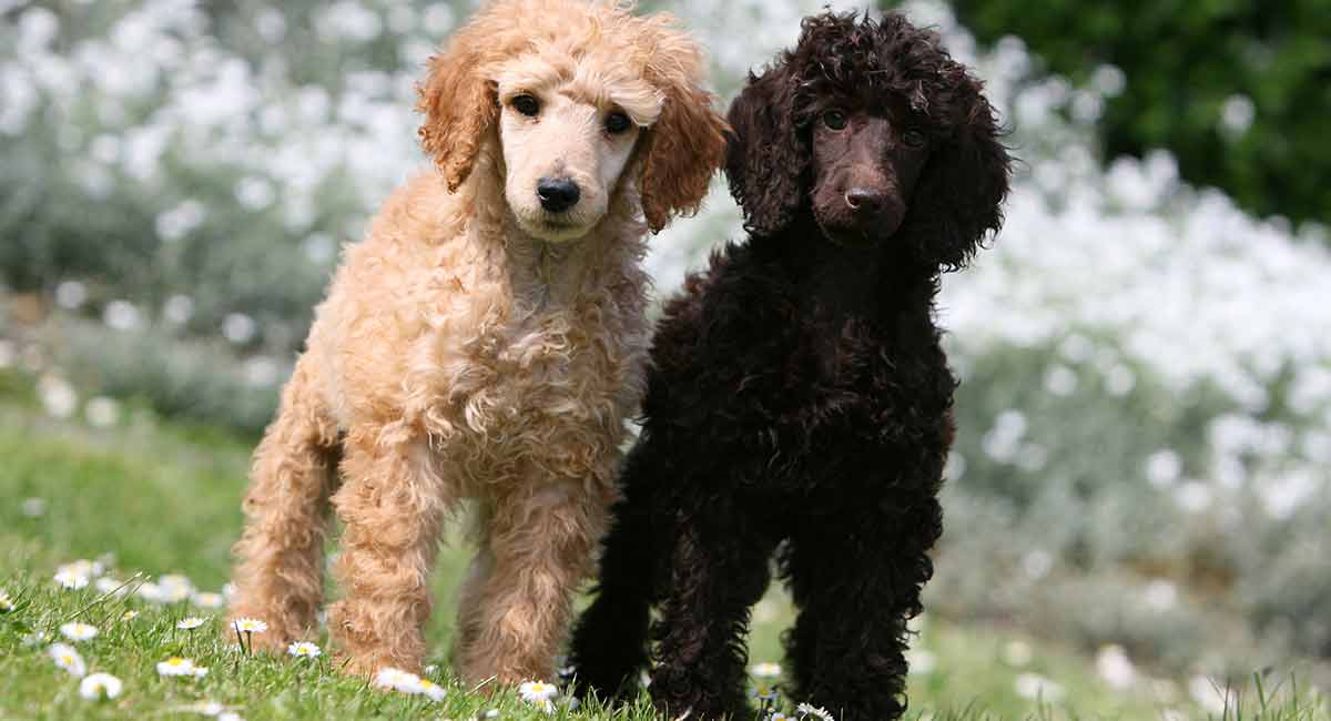 light brown standard poodle