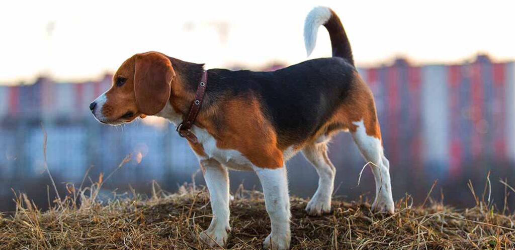 why do beagles have white tipped tails