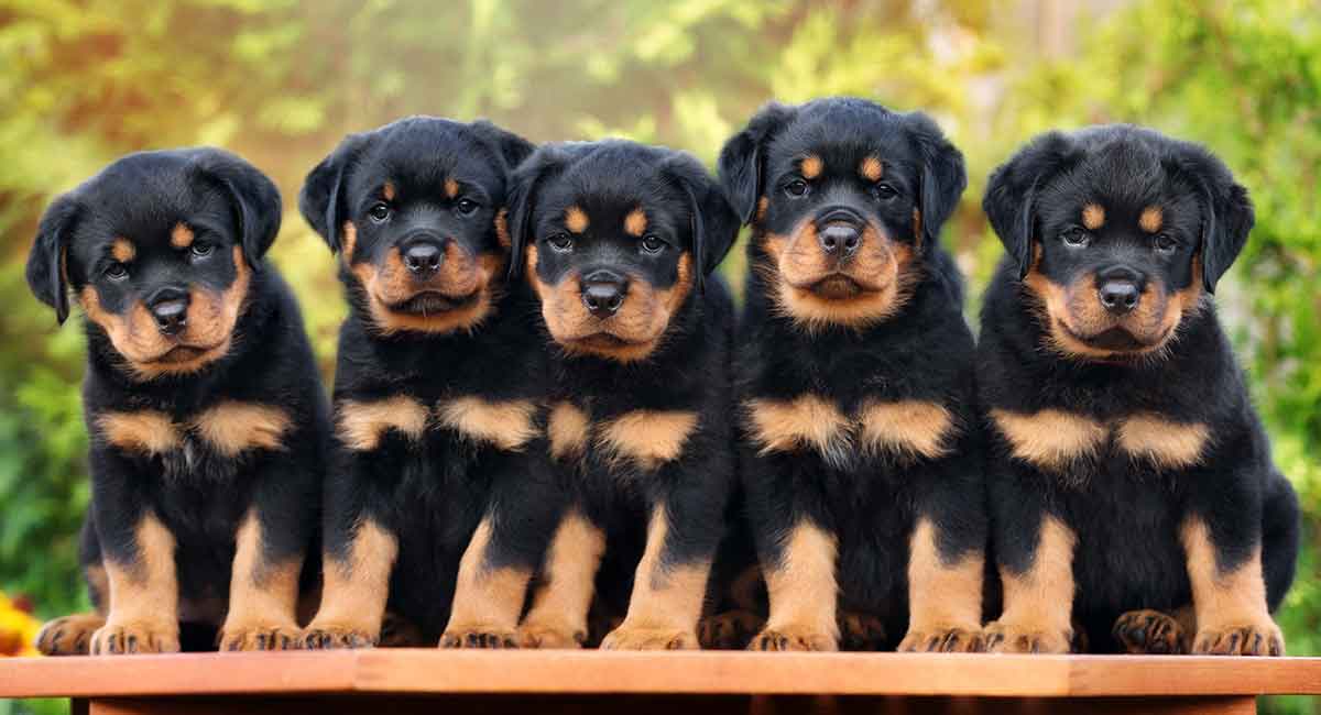 are rottweiler puppies good with cats