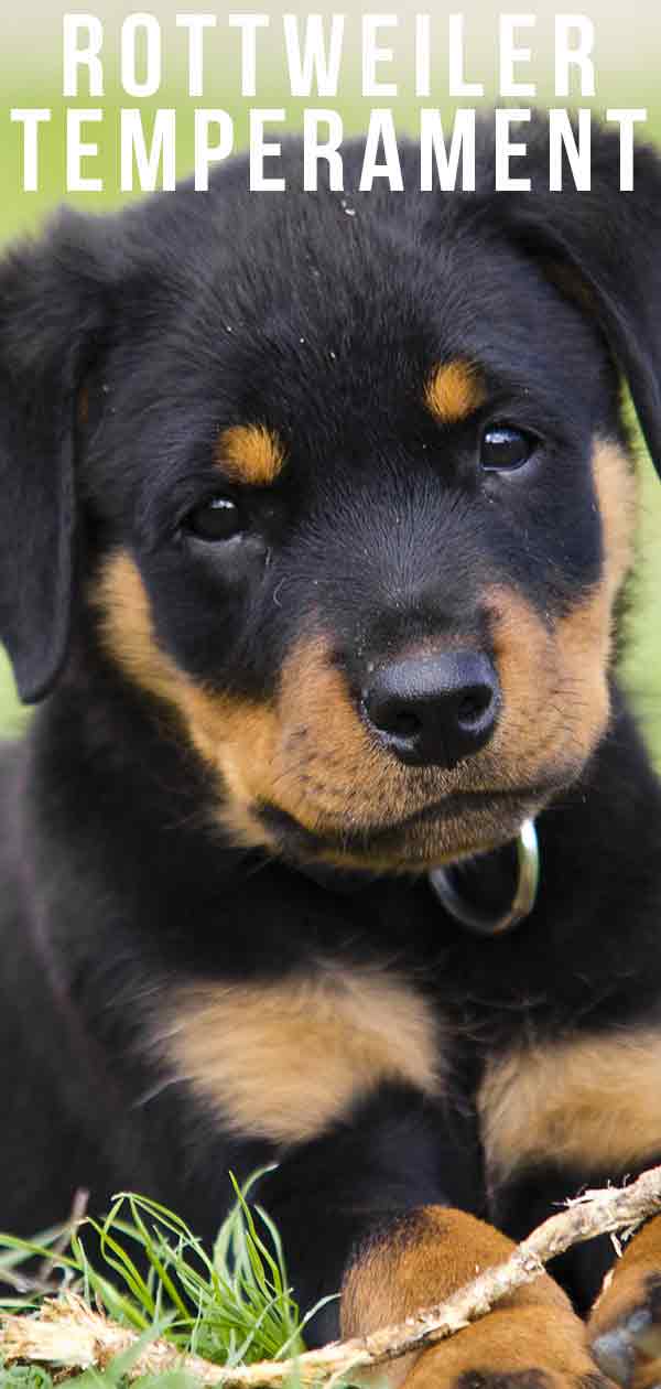 rottweiler aggression towards strangers