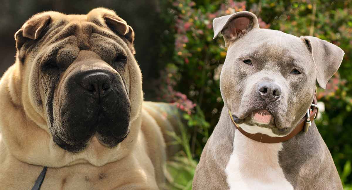 Shar pei mixed sales with pit