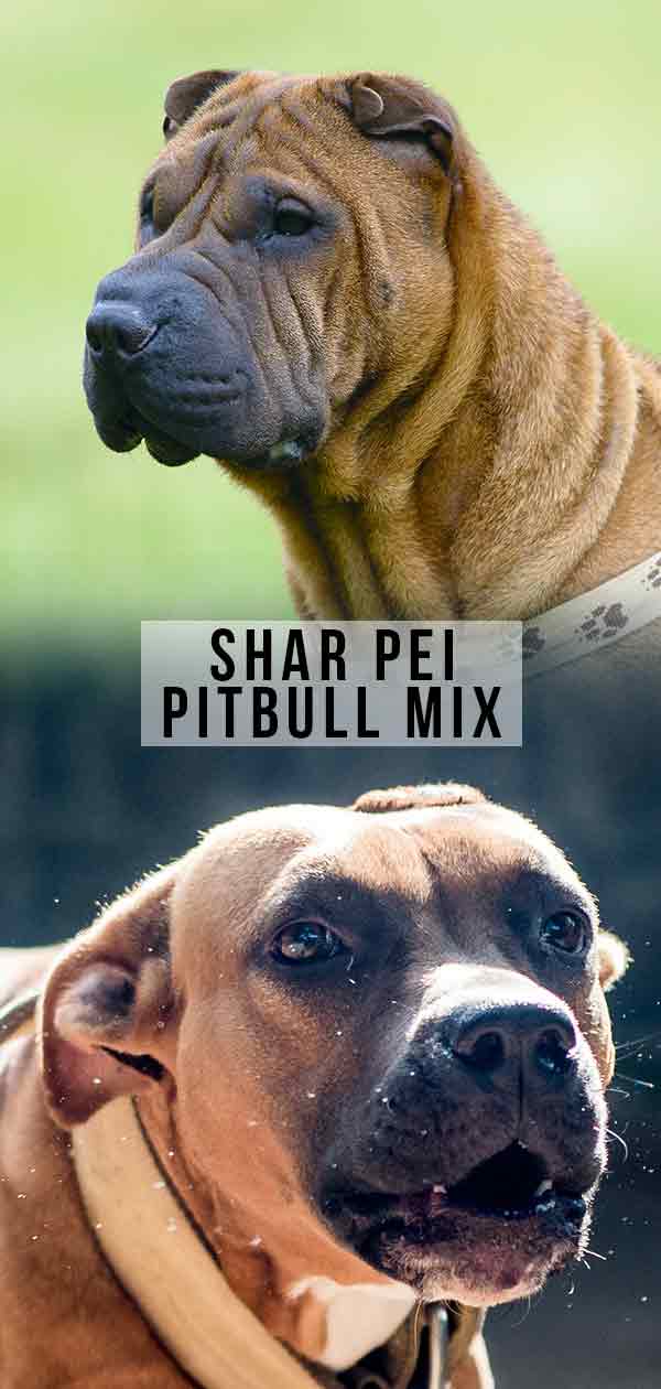 Shar Pei Pitbull Mix Is The Pit Pei Right For You