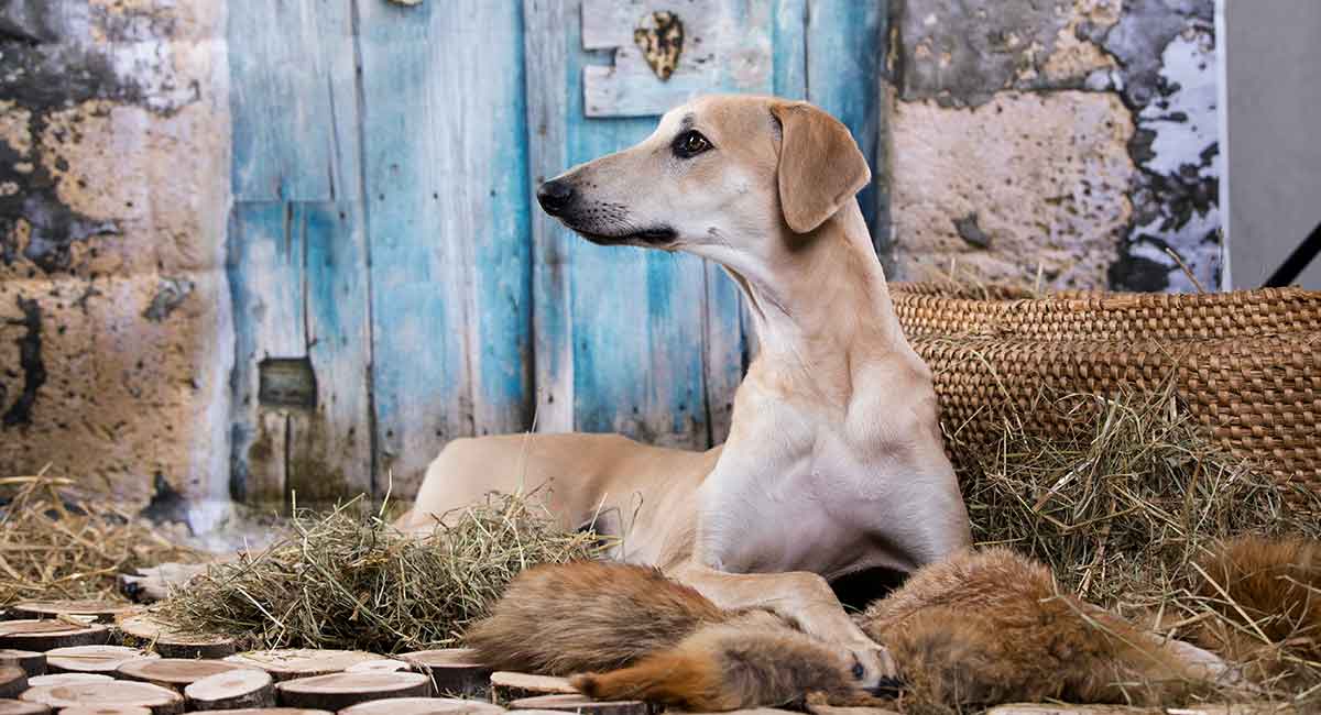 arabian greyhound