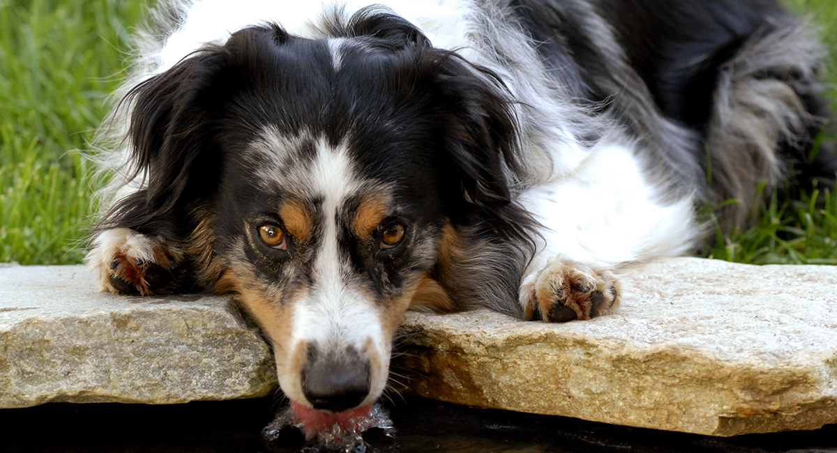 do all australian shepherds have different colored eyes