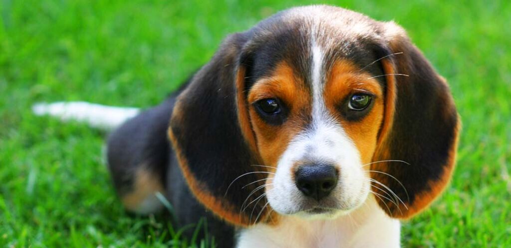 White Beagle With Black Ears