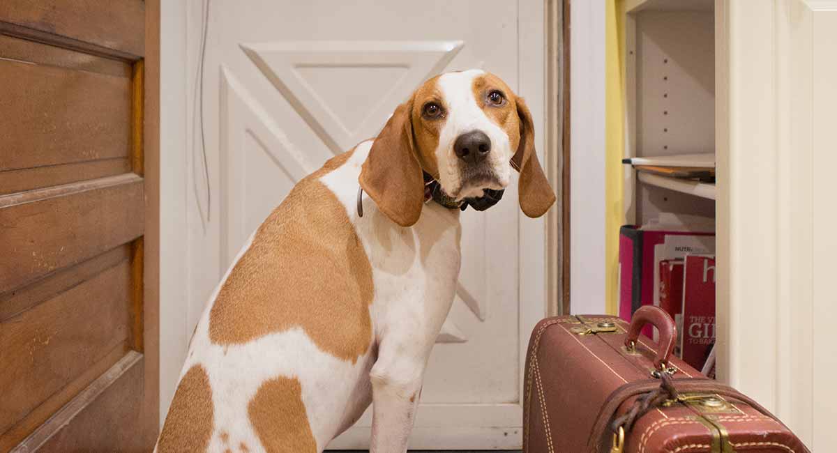 red english coonhound