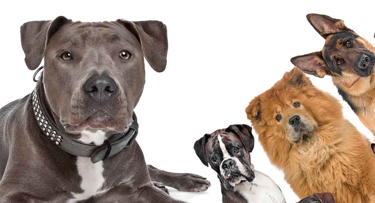 Staffordshire Terrier Mix – Do Know All These Hybrids?