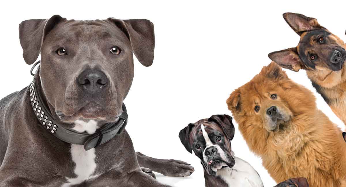 American Staffordshire Terrier Mix – Do You Know All These Hybrids?