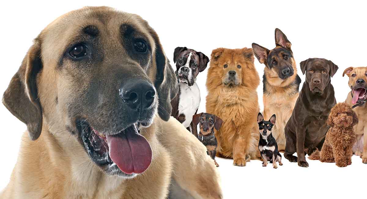 Pligt Støv afskaffe Anatolian Shepherd Mixes: What to Expect with This Intriguing Breed