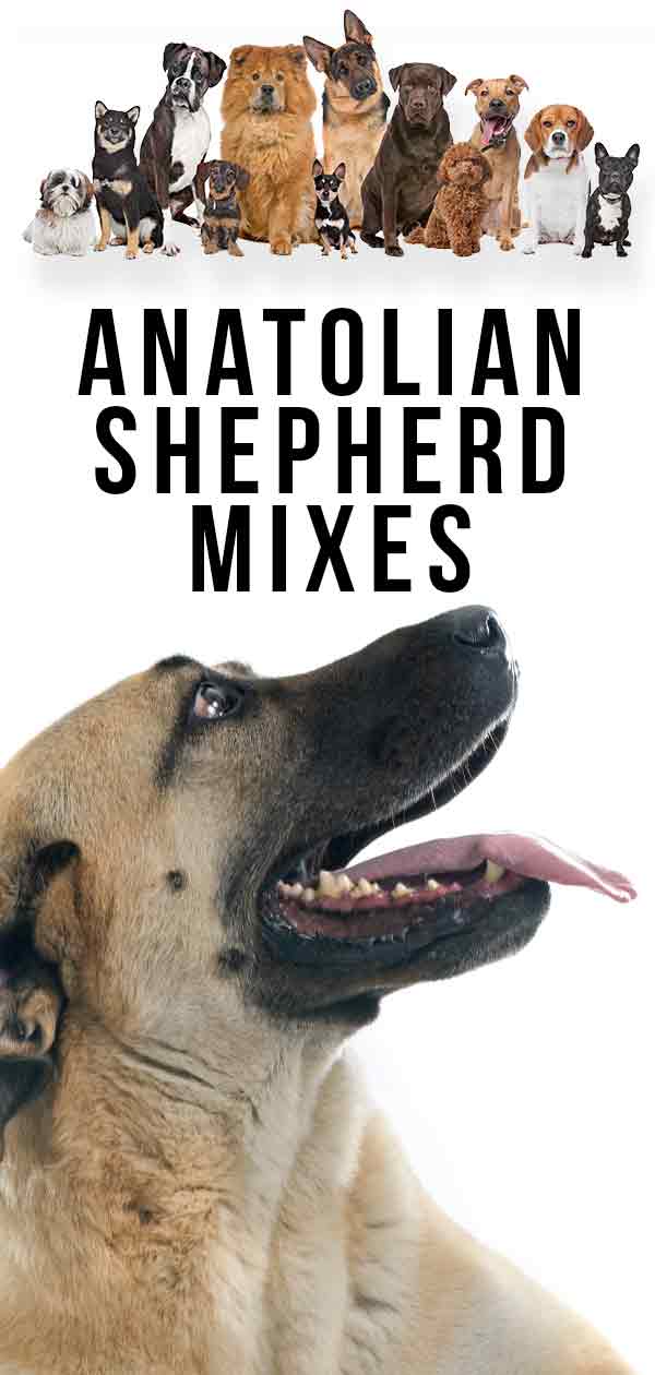 anatolian shepherd stuffed animal