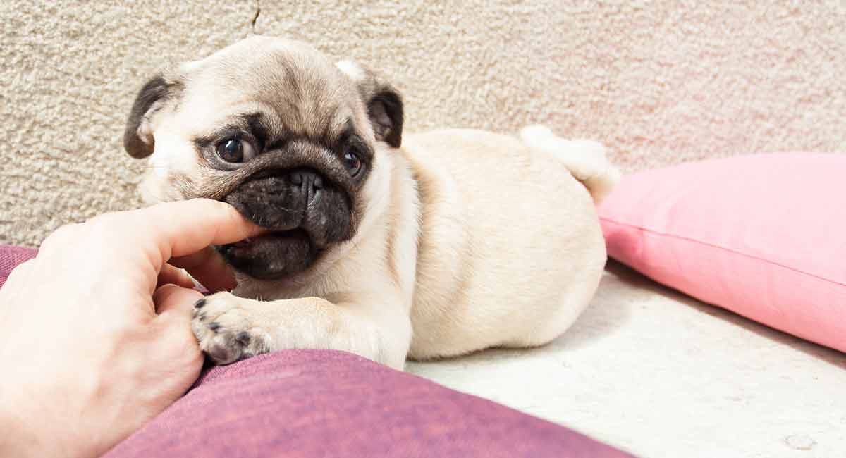 how do i choose a pug puppy