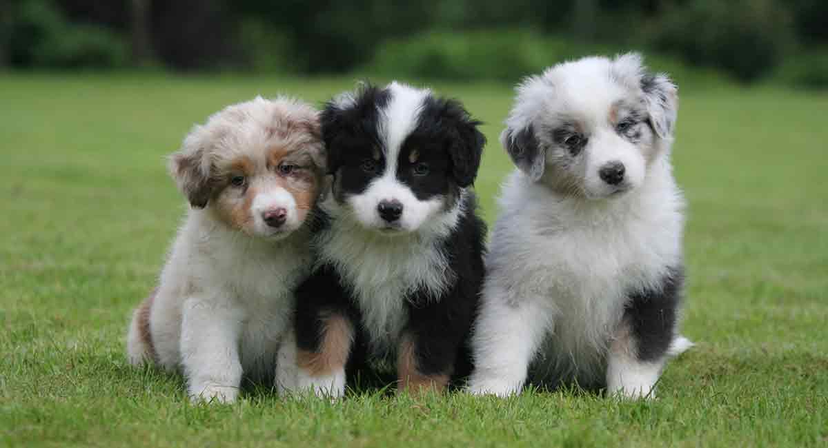 australian shepherd puppy