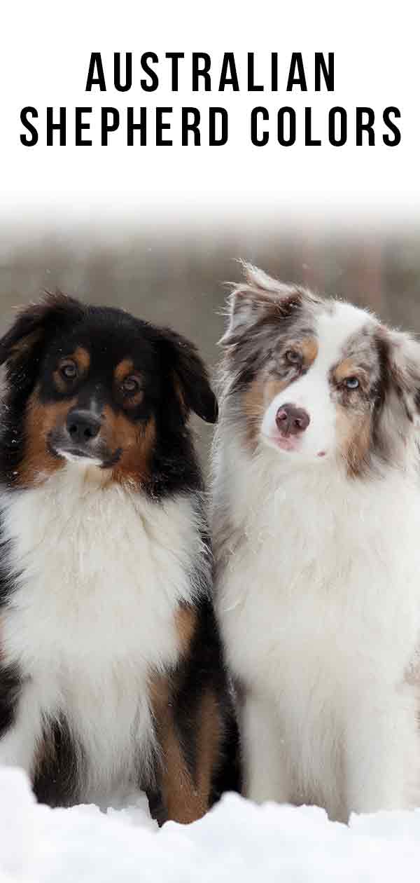 blur januar picnic Australian Shepherd Colors - Did You Know All These Colors & Markings?