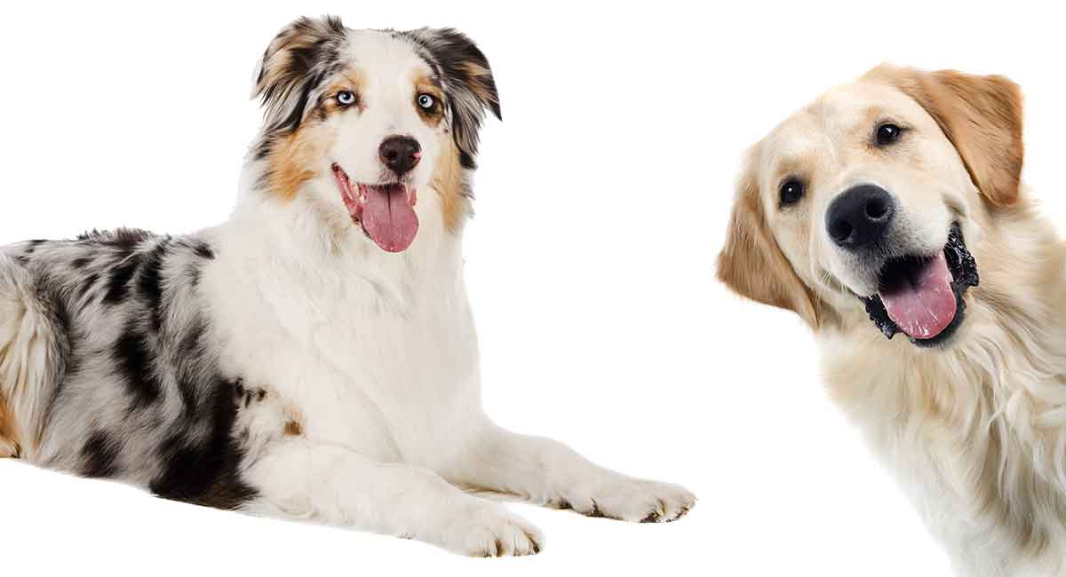 Getting To Know Your Australian Shepherd Golden Retriever Mix