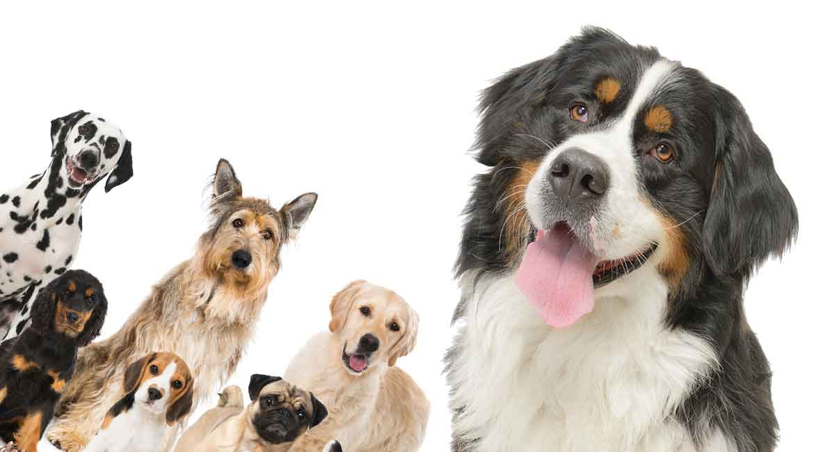 Bernese Mountain Dog Mix Breed Dogs Big Mixes With Big Personalities