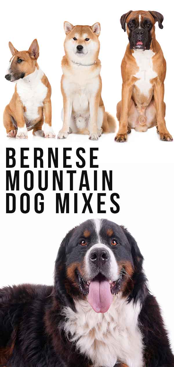 Mezclas de perro de montaña bernés