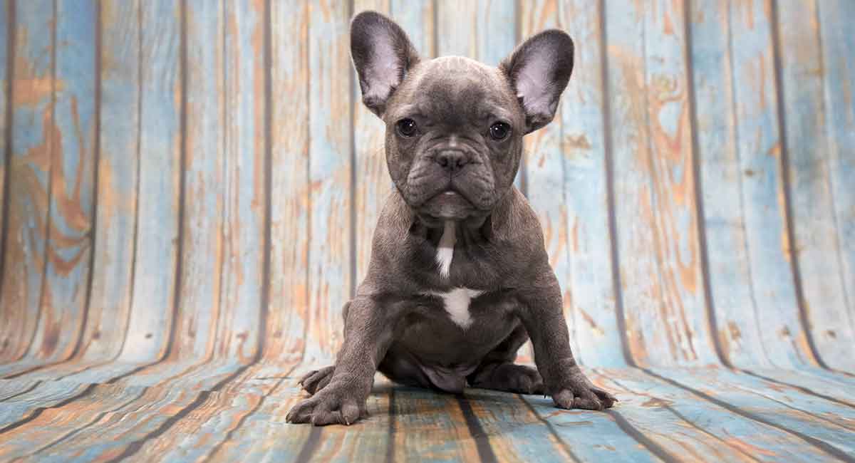 grey french bulldog puppy