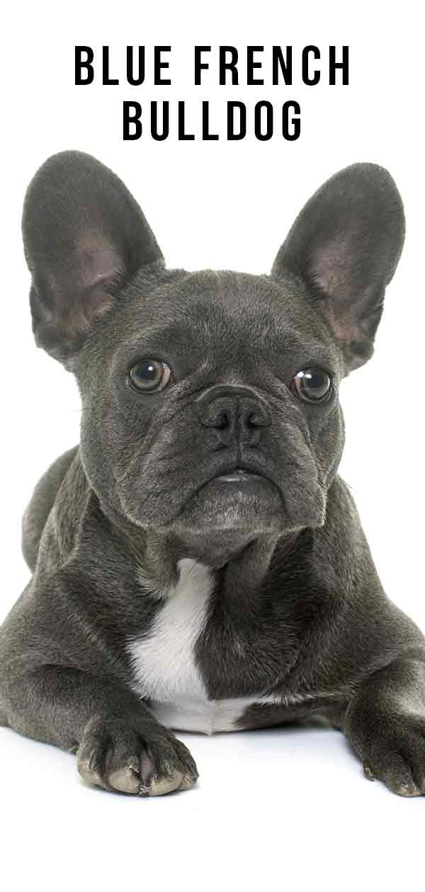 french bulldog blue line