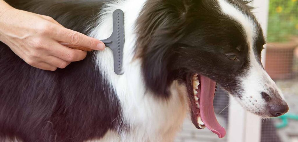 deshedding a rough collie