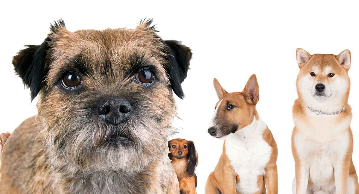 Border Terrier Mixes Long 