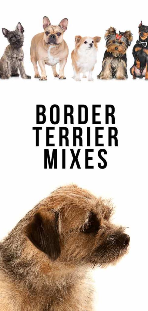 Border Terrier Mixes - Find Out The Most Popular Hybrids