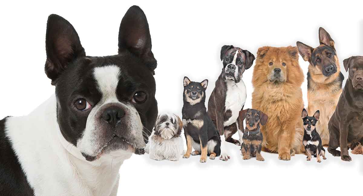 are boston terriers brachycephalic