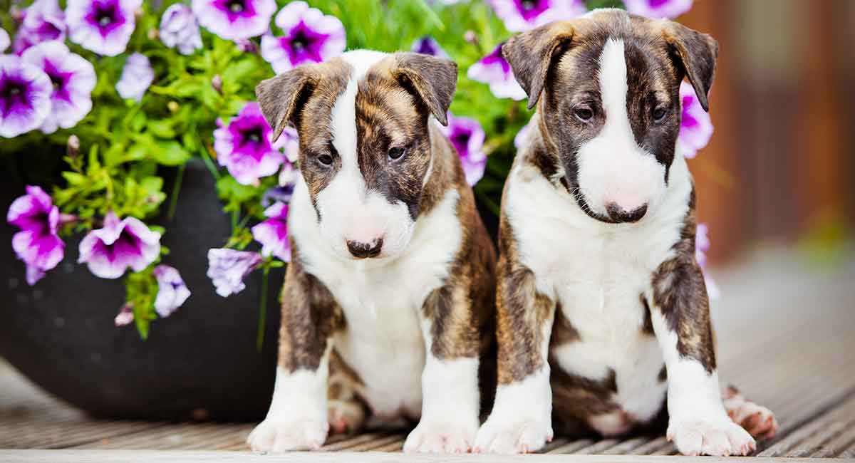 bull terrier brindle puppy