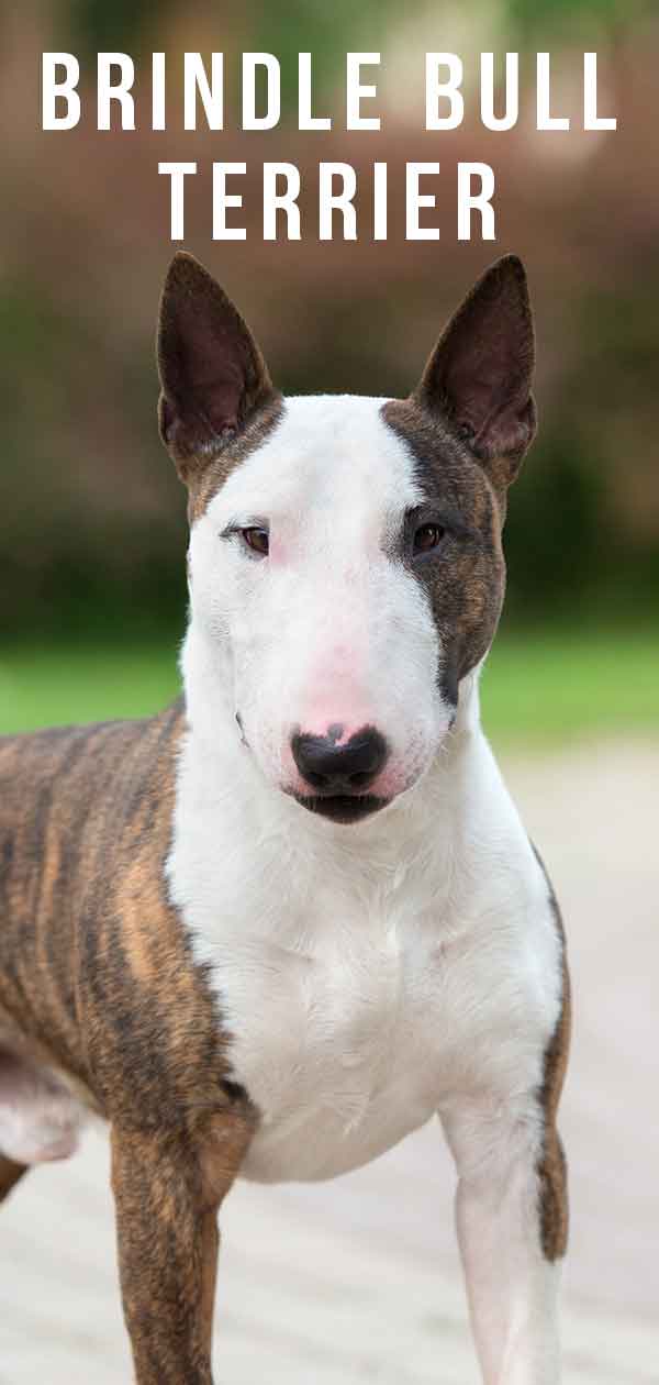 bull terrier black brindle